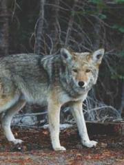 Super husband Lin Xi