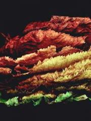 Yellow Spring Expres