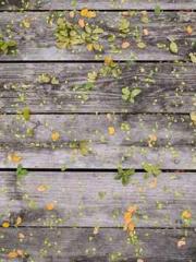 Rong Shao Nan Ning Y