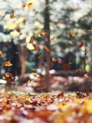 The Heavenly Physici