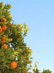 lt;lt;Know Green, Do