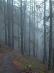 My Sweet Wife: The C