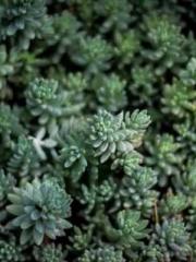 Become a big shot in