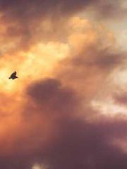 The Heavenly Physici